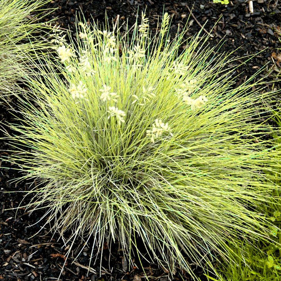 Festuca glauca 'Golden Toupee'  Deres csenkesz